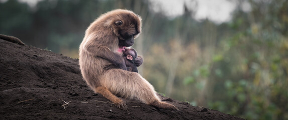 Adult Gelada Monkey with Baby Feeding