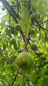 Close up Fresh Flacourtia Indica Fruits Hanging on Tree, Tropical Nature Background