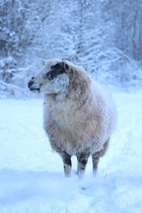 Fototapeta premium Sheep in the winter snow