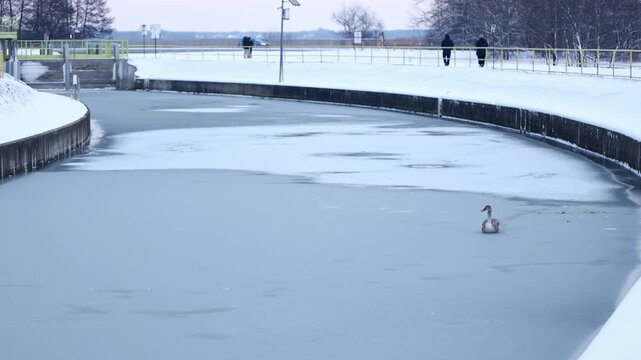 Winter wildlife footage of a juvenile swan resting on an ice-covered Jamno Canal in Mielno-Unieście, peacefully watching the area and adapting to cold conditions.
