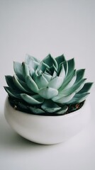 Green Succulent in White Pot on White Desk