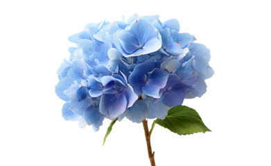 Blue hydrangea flower blossom with transparent background