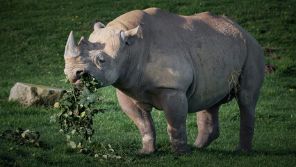 Close up Side View Black Rhinoceros in a Field Feeding