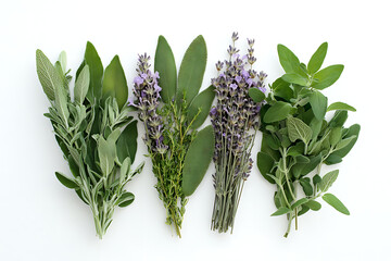Fresh Culinary Herbs Selection Isolated on White Background,  Assorted Green Herbs and Lavender Sprigs on White Background.