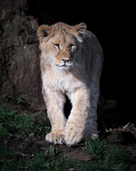 Young Lion Cub Standing on Grass