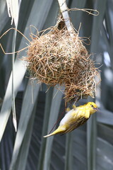 Webervogel beim Nestbau