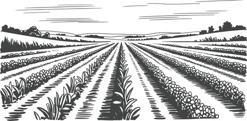 Vintage farm tractor working in agricultural field, rural countryside farming machinery vector sketch illustration © Al