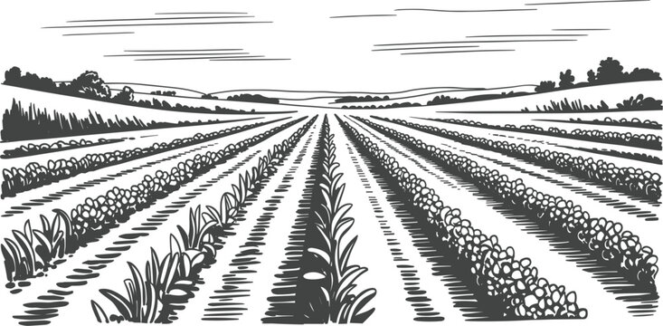 Vintage farm tractor working in agricultural field, rural countryside farming machinery vector sketch illustration