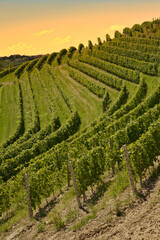 Italy, Piedmont Region, Langhe. Scenic wineyard close to Barbaresco town.