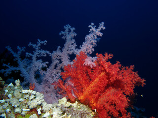 Dendronephtyhya hemprichi) Taking in Red Sea, Egypt