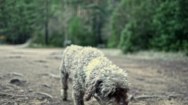 Shaggy lagotto romagnolo dog walking in a forest clearing