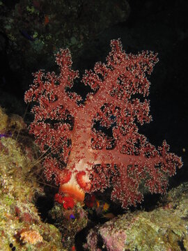 Soft Coral (Dendronephthya kluzingeri) Taking in Red Sea, Egypt.