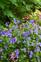 Obraz premium Green park garden, fresh air, trees, relaxation, shade, protection
