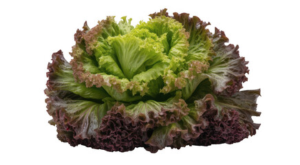 Head of red and green lettuce green and red lettuce isolated on a transparent background
