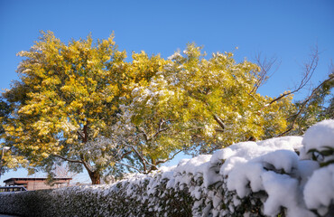 Silver wattle and evergreen plants under the snow. Sirius. Krasnodar Krai. Russia