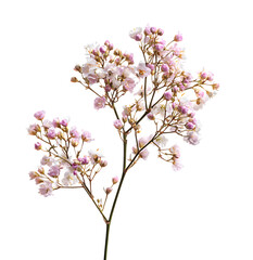 Fototapeta premium Pink and white gypsophila sprig on transparent background