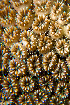 Crystal Coral (Galaxea fascicularis) Taken in Red Sea, Egypt