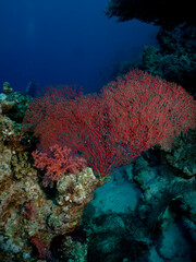Nooded horny coral. (Acabaria biserialis)Takin in Red Sea, Egypt