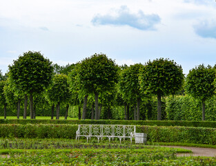Fototapeta premium Green park garden, fresh air, trees, relaxation, shade, protection