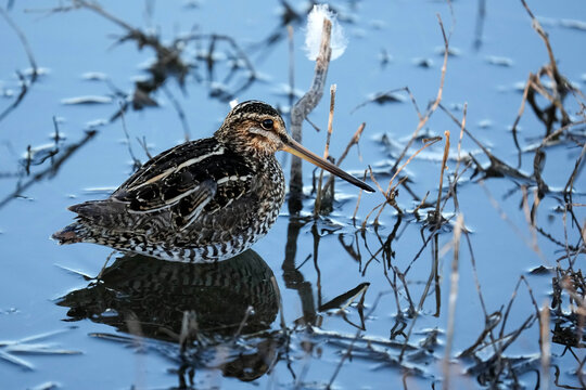 Wilson's Snipe - New Mexico