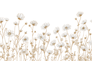 Elegant white cosmos flowers with golden stems