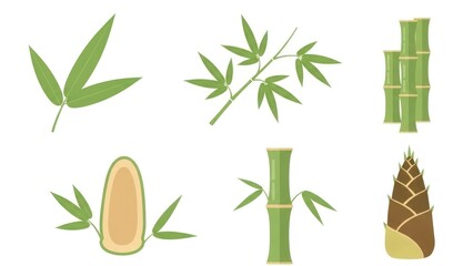Bamboo plant illustrations set showing stems and leaves in isolated vector