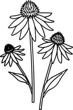 echinacea flower line art drawing with three blooming coneflowers and leaves