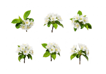 Six clusters of delicate white blossoms on a black background
