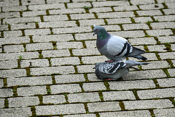 Two feral pigeons mating on a cobblestone pavement in an urban setting