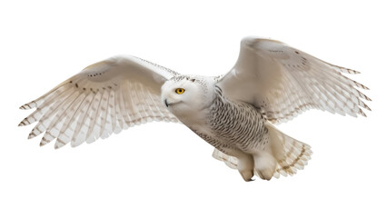 Majestic snowy owl flying isolated PNG on transparent background, beautiful white bird of prey with...