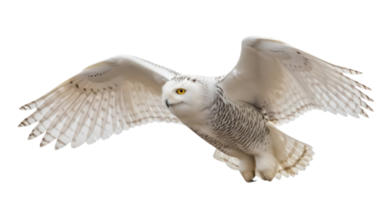 Majestic snowy owl flying isolated PNG on transparent background, beautiful white bird of prey with yellow eyes and outstretched wings