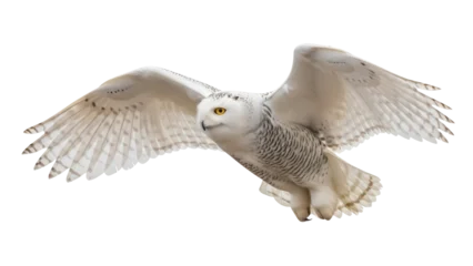 Fototapeten Eule Majestic snowy owl flying isolated PNG on transparent background, beautiful white bird of prey with yellow eyes and outstretched wings  © Cristian
