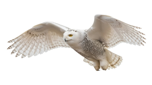 Majestic snowy owl flying isolated PNG on transparent background, beautiful white bird of prey with yellow eyes and outstretched wings
