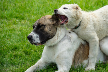 Playful Puppy Biting Adult Dog's Ear on Green Grass