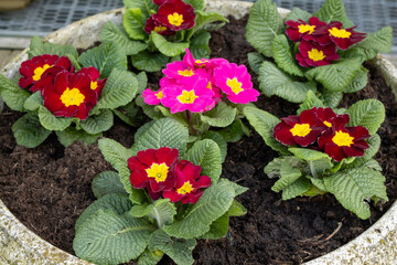 Colorful spring primrose flowers natural background