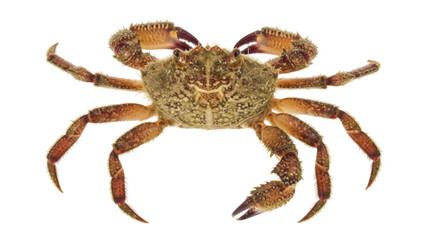 Spiny spider crab isolated PNG on transparent background, marine animal with long legs and claws for seafood and wildlife concepts