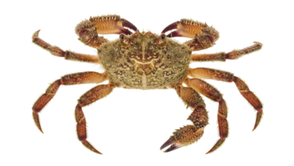 Spiny spider crab isolated PNG on transparent background, marine animal with long legs and claws for seafood and wildlife concepts