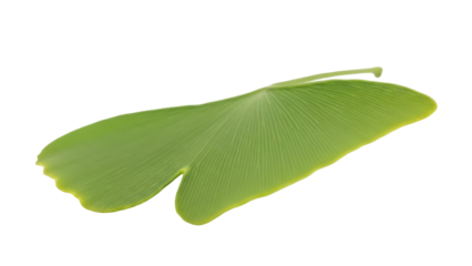 Ginkgo biloba leaf PNG isolated on transparent background, vibrant green foliage with distinct fan shape and parallel venation, botanical element