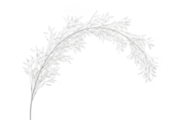 Delicate white grass seed head against a stark black background