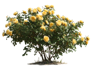 Yellow roses flowering bush garden plant