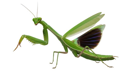 Green praying mantis PNG isolated on transparent background, predatory insect with folded wings and spiky forelegs, camouflage