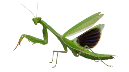 Green praying mantis PNG isolated on transparent background, predatory insect with folded wings and spiky forelegs, camouflage