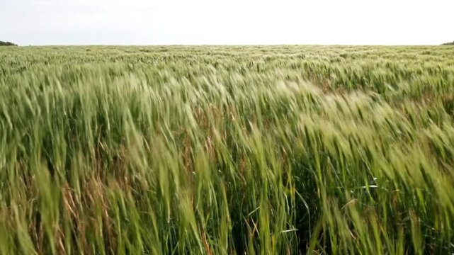 Wind Through Grass Field with Natural Calm Motion in 4K
