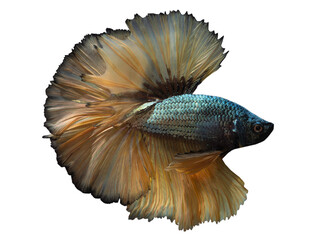 Fototapeta premium The striking yellow and black Siamese fighting fish (Betta splendens), or Pla Kad, displays a delicate and captivating blend of colors and graceful movements isolated on white background with clipping