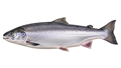 Fresh Atlantic salmon isolated PNG on transparent background, whole raw fish with silver scales for healthy eating and seafood concepts