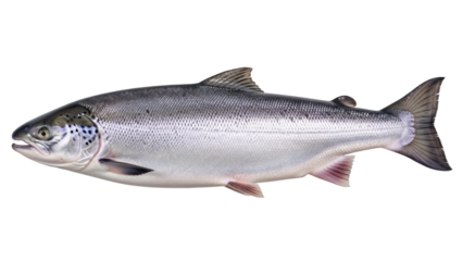 Fresh Atlantic salmon isolated PNG on transparent background, whole raw fish with silver scales for healthy eating and seafood concepts
