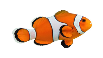 Orange clownfish PNG isolated on transparent background, vibrant tropical reef fish with distinctive white stripes and black markings, marine wildlife
