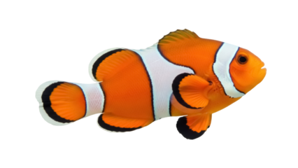 Orange clownfish PNG isolated on transparent background, vibrant tropical reef fish with distinctive white stripes and black markings, marine wildlife