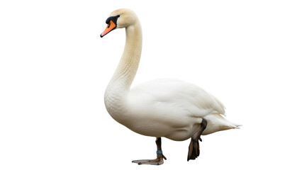 Elegant mute swan PNG isolated on transparent background, graceful waterfowl with orange beak and white plumage for design projects