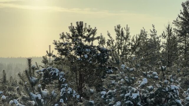 Close Up of Snowy Pine Tree Branches in Winter Sunlight